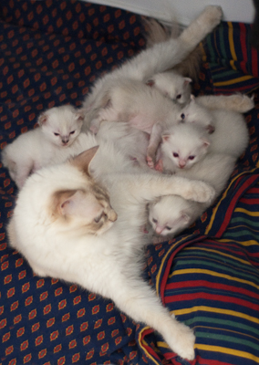 Ragdoll kitten - female seal point